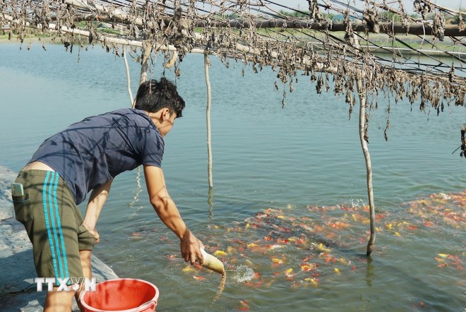 Mô hình nuôi cá chép Nhật của anh Nguyễn Phạm Tấn Công, tổ viên Tổ hợp tác cá cảnh xã Bình Lợi. (Ảnh: TTXVN)