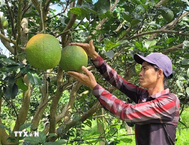 Trang trại trồng bưởi da xanh theo tiêu chuẩn hữu cơ tại Hắc Dịch. (Ảnh: TTXVN)