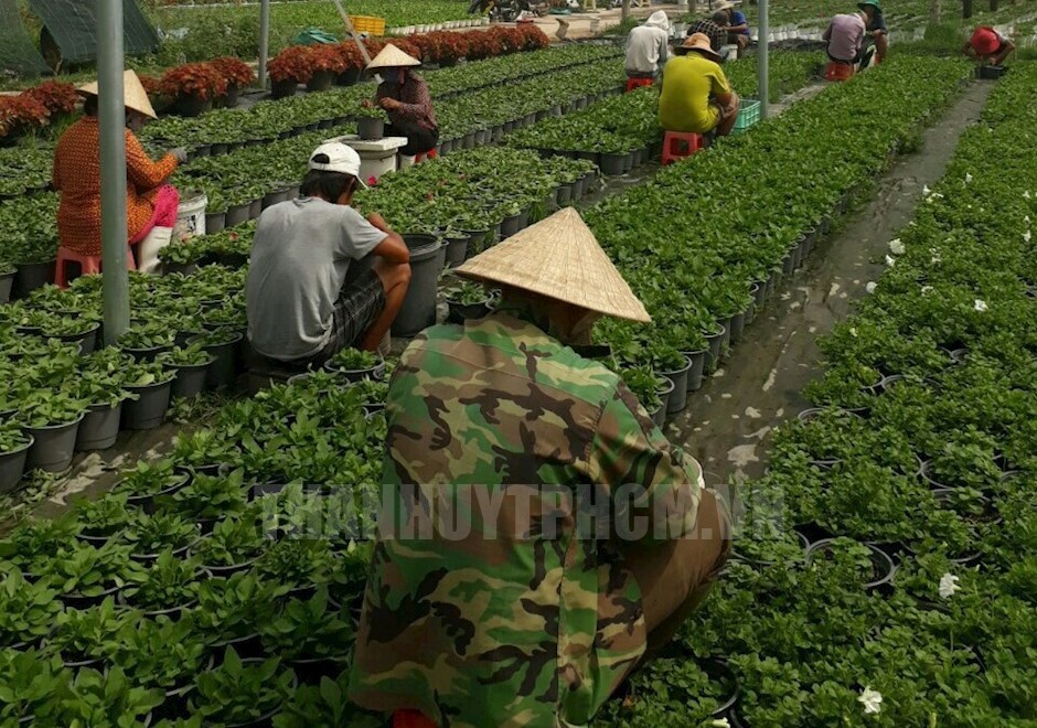 Mô hình trồng hoa nền của chị Thùy đã tạo việc làm và thu nhập ổn định cho người dân địa phương