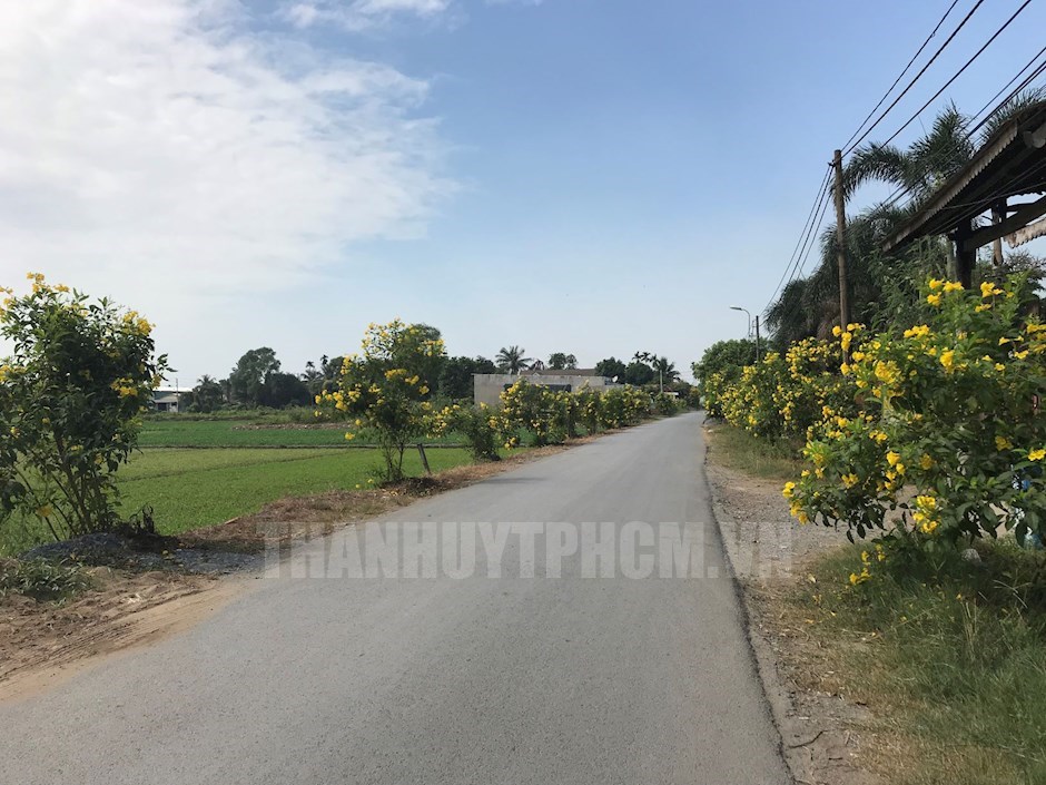 Hoa Huỳnh liên nở rực rỡ trên đường Trần Thị Trò, xã Bình Mỹ