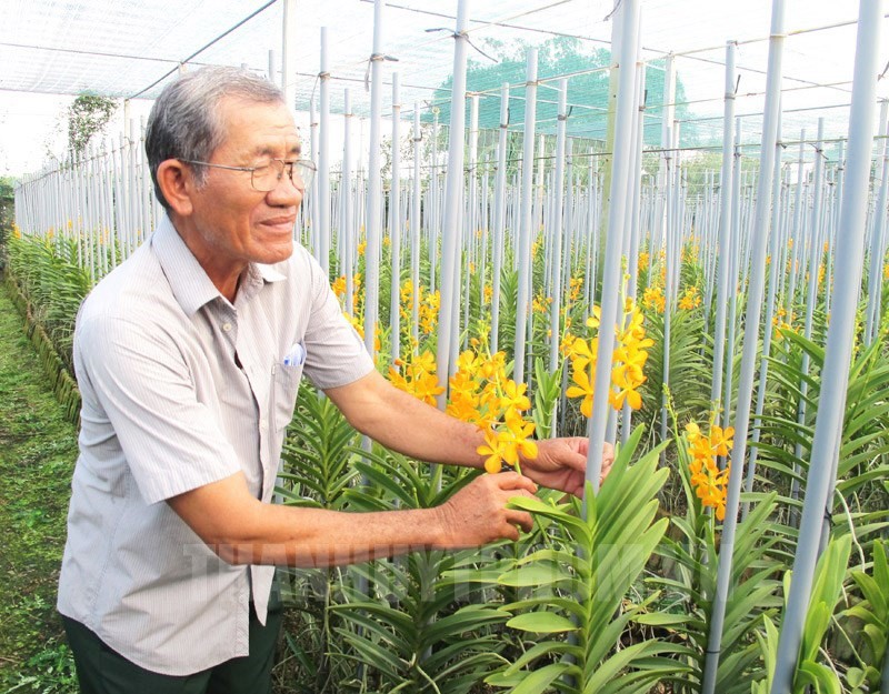 Nông dân huyện Củ Chi chăm sóc vườn lan. (Ảnh: Ngọc Thủy)