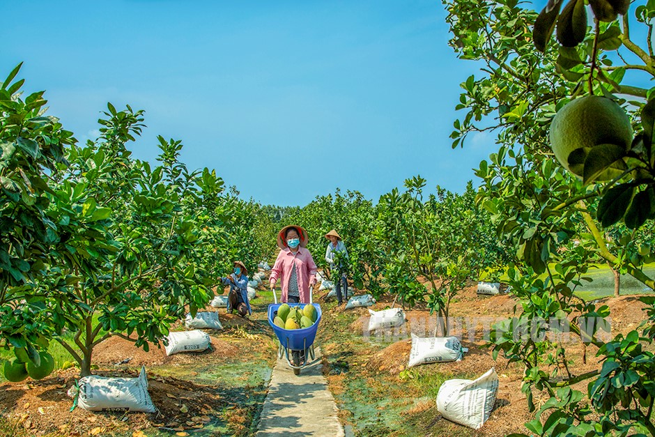 Nông dân trồng bưởi da xanh. Ảnh: Kim Cương