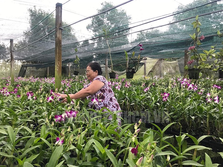 Hoa lan góp phần giúp cho người dân thoát nghèo