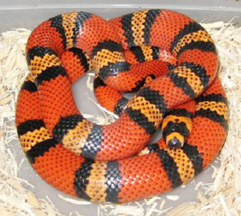 8 loài rắn đẹp nhất hành tinh