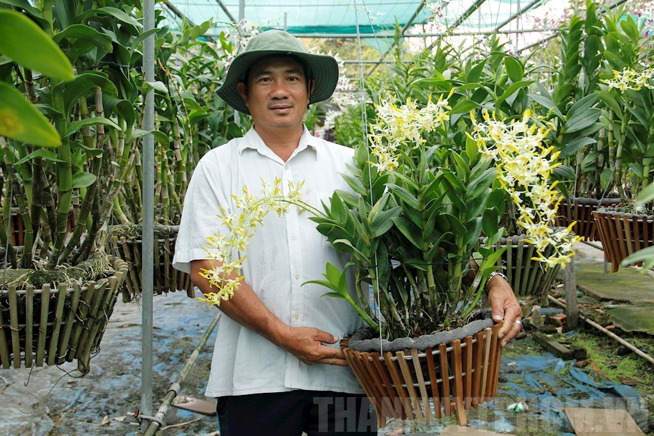 Anh nông dân làm giàu từ hoa phong lan Dendro nắng