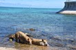 Sau bữa ăn no, cặp heo của các lính đảo nuôi ung dung xuống biển tắm và thảnh thơi phơi nắng